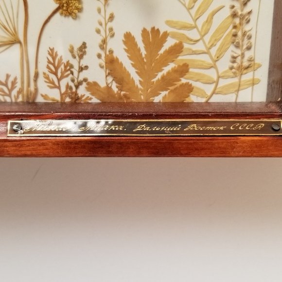 #B2 1 Rare Collectible Real Far East Russian Alpine Black Swallowtail Butterfly - Picture 8 of 13